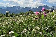 Spettacolo di fiori ai prati della Pigolotta di Valtorta il 9 maggio 2020  - FOTOGALLERY